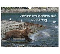 Grizzlybären im Katmai Nationalpark Alaska (Wandkalender 2026 DIN A4 quer), CALVENDO Monatskalender: Die Lachsflu¿sse an der Kukak Bay-Küste im Katmai ... den ganzen Sommer u¿ber zu beobachten sind.