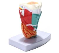 Grobo Modello di insegnamento della corda vocale di anatomia della gola della laringe del PVC per l'esposizione del desktop della clinica della scuola dell'ospedale