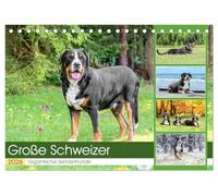 Große Schweizer - Gigantische Sennenhunde (Tischkalender 2026 DIN A5 quer), CALVENDO Monatskalender: Die Riesen unter den Sennenhunden !