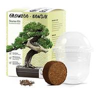 GROW2GO Bonsai Kit incl. eBook GRATUITO - Starter Set con mini serra, semi e terra - idea regalo sostenibile per gli amanti delle piante (Pino Australiano)