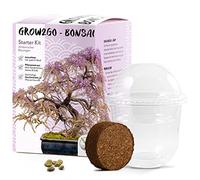 GROW2GO Bonsai Kit incl. eBook GRATUITO - Starter Set con mini serra, semi e terra - idea regalo sostenibile per gli amanti delle piante (Wisteria)