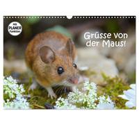 Grüsse von der Maus (Wandkalender 2027 DIN A3 quer), CALVENDO Monatskalender