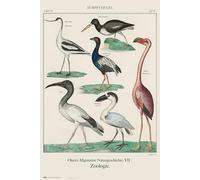 Grupo Erik: Poster Animali Vintage | Poster da parete Vintage, 61x91,5cm, carta lucida | Poster da muro, incorniciabile, decorazione casa | Poster camera da letto,poster arte vintage