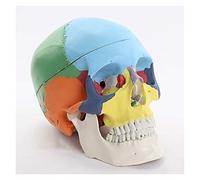 GTHTUHFD Modello Anatomico del Cranio Umano con Cervello Modello Anatomico del Cranio Umano con Cervello Modello Anatomico dello Scheletro per La Didattica Medica