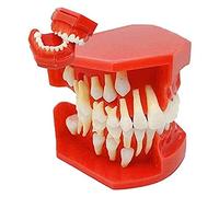 GTHTUHFD Modello Dentale - Denti da Latte Variabili, Modello per Bambini, Denti da Latte, Un Dente Che Mostra La Formazione dei Denti da Latte per La Lezione