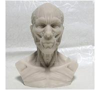 GTHTUHFD Modello Umano Artigianale - Modello Anatomico di Testa Umana, Cranio E Muscoli - Scala 1:3 - Scultura di Teschio Umano - Modello Artistico in Resina per Pittura - Ausilio Didattico per La Pi