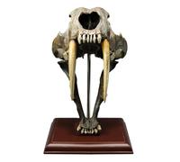 GTHTUHFD Statua del Teschio della Tigre dai Denti A Sciabola - Replica del Modello del Teschio della Tigre dai Denti A Sciabola 1:1 - per La Visualizzazione in Casa E in Ufficio,Bronze-35cm