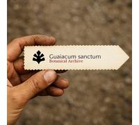 Guaiacum sanctum SEEDS - - SEMI Legno santo | Legno della vita
