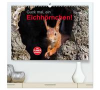 Guck mal, ein Eichhörnchen! (hochwertiger Premium Wandkalender 2026 DIN A2 quer), Kunstdruck in Hochglanz: Eichhörnchen im Stadtpark