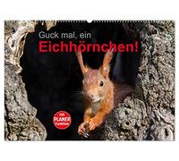 Guck mal, ein Eichhörnchen! (Wandkalender 2026 DIN A2 quer), CALVENDO Monatskalender: Eichhörnchen im Stadtpark