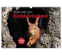 Guck mal, ein Eichhörnchen! (Wandkalender 2026 DIN A3 quer), CALVENDO Monatskalender: Eichhörnchen im Stadtpark