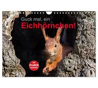 Guck mal, ein Eichhörnchen! (Wandkalender 2026 DIN A4 quer), CALVENDO Monatskalender: Eichhörnchen im Stadtpark