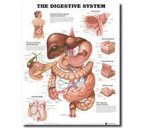 GUDOJK Pittura murale Anatomia Umana Apparato digerente Wall Art Poster su Tela Stampe Pittura Mappa del Corpo Immagini per l'educazione Medica Decorazioni per la casa Giclée-70x100cm