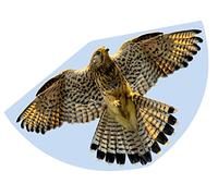 Günther Flugspiele 1230 - Aquilone per bambini con motivo a falco, linea singola in robusto foil di PE, partire da 4 anni, dimensioni circa 92 x 62 cm