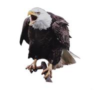 Gufo finto in acrilico, per deterrente per uccelli, decorazione da giardino e casa, per tenere gli uccelli lontani dalle piante da giardino e dagli spazi esterni (B)