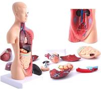 GUHPZA Modello Anatomico 3D Rimovibile del Torso Umano, 15 Parti, Con Modello Di Testa Scheletrica Cuore Cervello Per L'Apprendimento Degli Studenti Di Medicina, Esposizione Educativa,Flesh