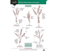 Guide to British bird tracks and signs