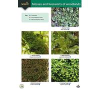 Guide to Mosses and Liverworts of Woodlands