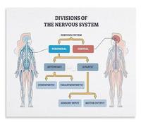 Guide to Nervous System Regulation Educational Poster for Mindfulness Practice Canvas Wall-Art for Personal Retreat Space(Framed,08x12inch(20x30cm))