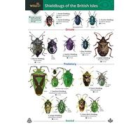 Guide to Shieldbugs of the British Isles