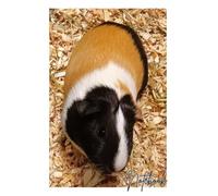 Guinea Pig Notebook, 104 Pages, Wide Ruled Lined Pages, Important Notes Page, 7.5" x 9.75"