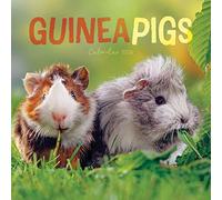 Guinea Pigs 2024 Calendar