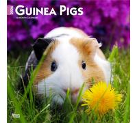 Guinea Pigs 2026 12 X 24 Inch (Hanging) Monthly Square Wall Calendar Plastic-Free
