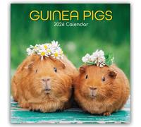 Guinea Pigs - Meerschweinchen 2026 - 16-Monatskalender: Original Gifted Stationery-Kalender [Mehrsprachig] [Kalender]