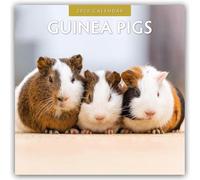 Guinea Pigs - Meerschweinchen 2026 - 16-Monatskalender: Original Red Robin Publishing Ltd-Kalender [Mehrsprachig] [Kalender]