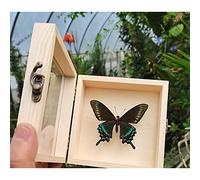 Guoyoocc Farfalle squisite Insetto Esemplare,tassidermia di Farfalle,Vera Taxidermia sotto Vetro Montato in Un Elegante Telaio in Legno 3D Fatto a Mano,Farfalla Ornamento,Regalo di Artigianato