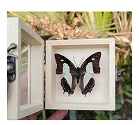 Guoyoocc Farfalle squisite Insetto Esemplare,tassidermia di Farfalle,Vera Taxidermia sotto Vetro Montato in Un Elegante Telaio in Legno 3D Fatto a Mano,Farfalla Ornamento,Regalo di Artigianato