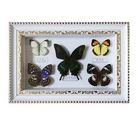 Guoyoocc Vera Farfalla di Tassidermia,Esemplari della Farfalla,Vera Taxidermia sotto Vetro Montato,Colori Casuali delle Farfalle,Utilizzato per Regali di Compleanno,Oggetti da Collezione,Souvenir