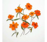 GUOZHAN Set da 12 Pezzi di Fiori secchi di Zinnia Arancione da 5-8 cm con Ramo per Decorazione di segnalibri in Resina Fai da Te, Fiori pressati Naturali