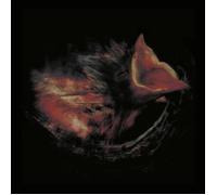 Gurriers Nobody's Coming to Save You (CD) Album (PRESALE 25/09/2026)