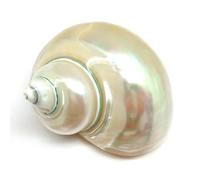 Gusci Di Granchio Eremita Conchiglia di mare Turbo bianca lucidata Enorme granchio eremita Conchiglie di mare in madreperla Casa for decorazioni Artigianato da spiaggia Decorazioni nautiche(Green)