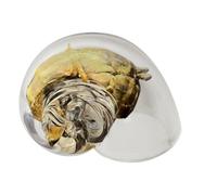 Gusci Grandi per Paguri - Rifugi Decorativi per Paguri | Conchiglie Ornamentali in Trasparente per Acquario Pesci Crostacei Terrario Rettili Marino