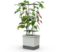 Gusta Garden CHARLY CHILI XL - Grigio chiaro