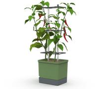 Gusta Garden CHARLY CHILI XL - Verde scuro