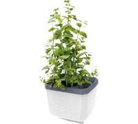 Gusta Garden Herbs Buddy - bianco