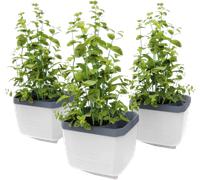 Gusta Garden Herbs Buddy - Set di 3 Pezzi - Bianco