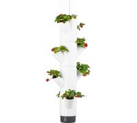 Gusta Garden Sissi Strawberry Hanging - Bianco