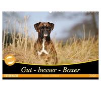 Gut - besser - Boxer (Wandkalender 2026 DIN A2 quer), CALVENDO Monatskalender: Boxer, einzigartige Hunde