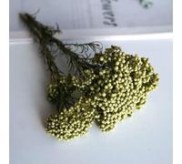 GVEKJ Fiori di riso essiccati, fiori conservati per decorazioni fai da te in casa e ufficio, materiale per colla di, candele fatte a mano, resina epossidica, fiori - Verde chiaro - 10 g