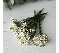 GVEKJ Fiori di riso essiccati, fiori conservati per decorazioni fai da te in casa e ufficio, materiale per colla di, candele fatte a mano, resina epossidica, fiori bianchi 2 (stelo verde) - 20 g
