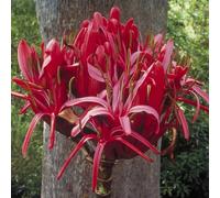 Gymea Lily 50 ml Preparazione pronta all’uso