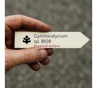 Gymnocalycium sp. B108 SEEDS - - SEMI di Cactus Raro