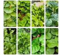 Gynura cusimbua giardino di interni decorativi bonsái interni semi bonsái Letti elevati per il giardino selvatici resistenti 250pcs