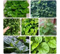 Gynura cusimbua Letti elevati per il giardino verde selvatico semi di balcone letti elevati di balcone resistenti decorativi bonsái 600pcs