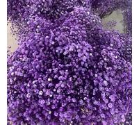 gypsophila semi di selvatici balcone d'appartamento esotiche semi giardino vaso 300pcs