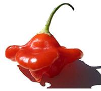 Habanero rosso caraibico - il peperoncino rosso più affilato - 20 semi